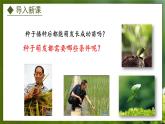 3.1.2  种子萌发的条件（课件）-2024-2025学年八年级冀少版生物上册