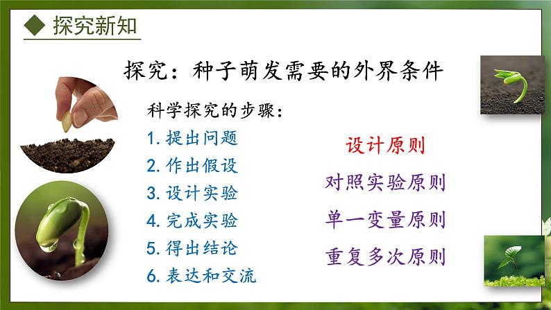 3.1.2  种子萌发的条件（课件）-2024-2025学年八年级冀少版生物上册04