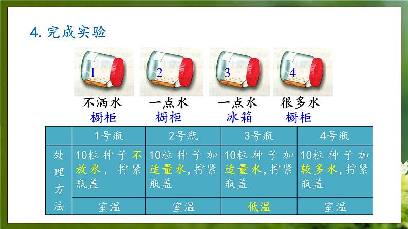 3.1.2  种子萌发的条件（课件）-2024-2025学年八年级冀少版生物上册07