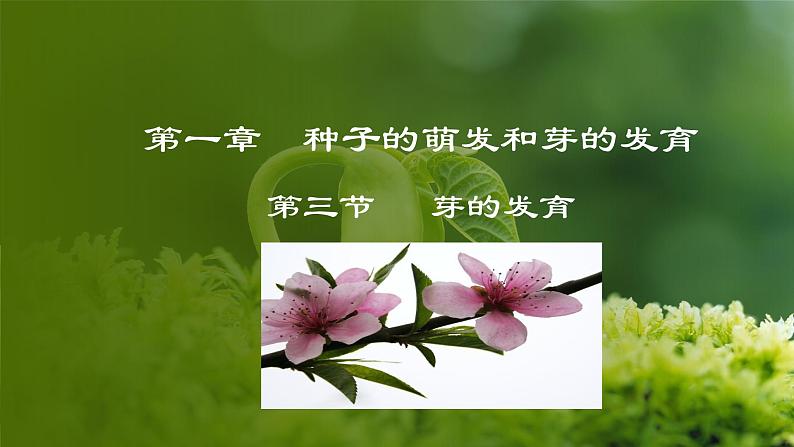 3.1.3  芽的发育（课件）-2024-2025学年八年级冀少版生物上册01