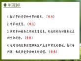 3.1.3  芽的发育（课件）-2024-2025学年八年级冀少版生物上册