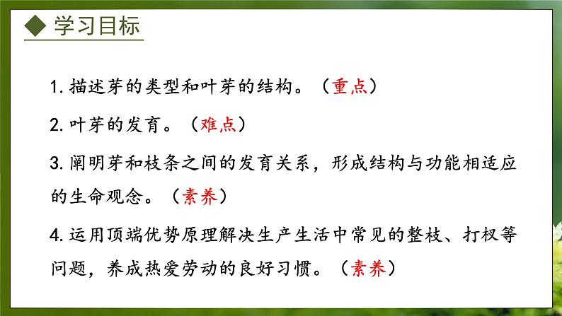 3.1.3  芽的发育（课件）-2024-2025学年八年级冀少版生物上册02