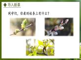 3.1.3  芽的发育（课件）-2024-2025学年八年级冀少版生物上册