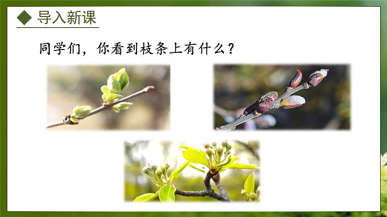 3.1.3  芽的发育（课件）-2024-2025学年八年级冀少版生物上册03