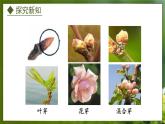 3.1.3  芽的发育（课件）-2024-2025学年八年级冀少版生物上册