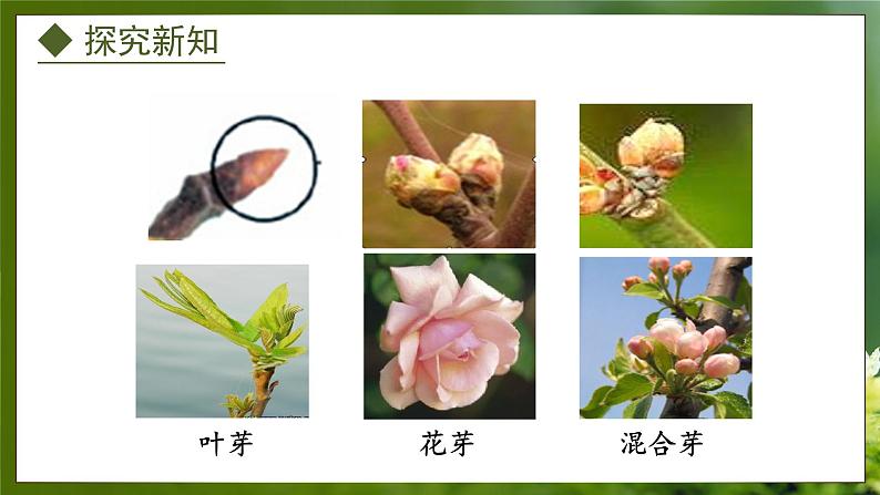 3.1.3  芽的发育（课件）-2024-2025学年八年级冀少版生物上册05