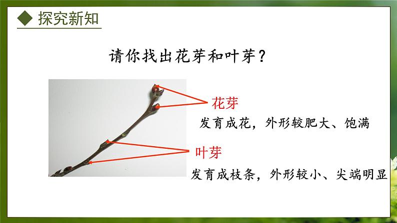 3.1.3  芽的发育（课件）-2024-2025学年八年级冀少版生物上册06