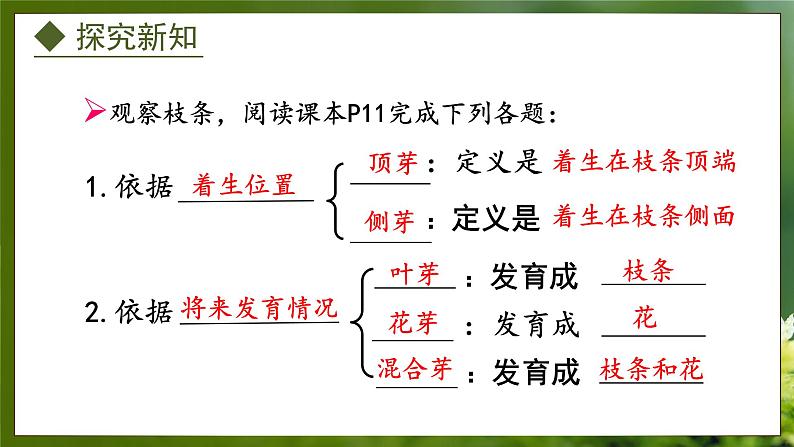 3.1.3  芽的发育（课件）-2024-2025学年八年级冀少版生物上册07