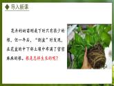 3.2.1  根的生长（课件）-2024-2025学年八年级冀少版生物上册
