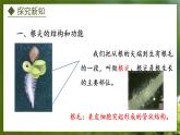 3.2.1  根的生长（课件）-2024-2025学年八年级冀少版生物上册