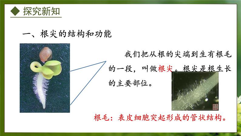 3.2.1  根的生长（课件）-2024-2025学年八年级冀少版生物上册04