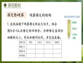 3.2.1  根的生长（课件）-2024-2025学年八年级冀少版生物上册