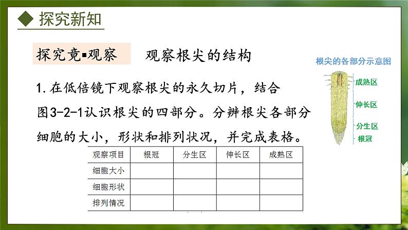 3.2.1  根的生长（课件）-2024-2025学年八年级冀少版生物上册05