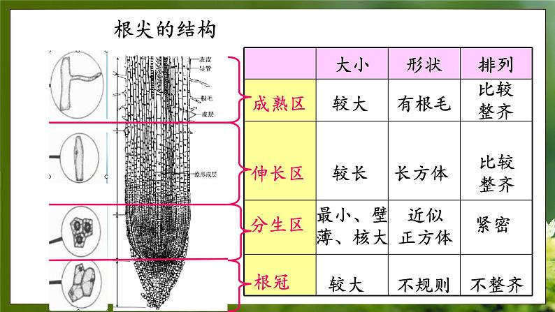 3.2.1  根的生长（课件）-2024-2025学年八年级冀少版生物上册06