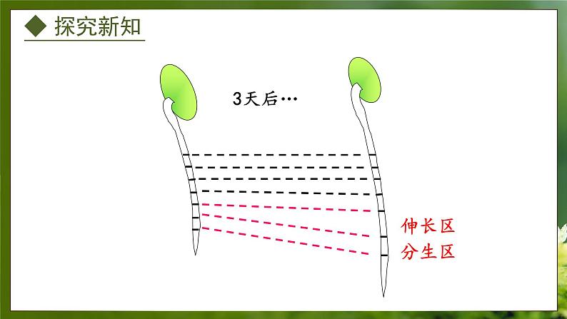 3.2.1  根的生长（课件）-2024-2025学年八年级冀少版生物上册08