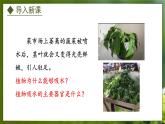 3.2.2  根对水分的吸收（课件）-2024-2025学年八年级冀少版生物上册