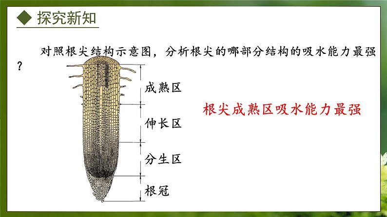 3.2.2  根对水分的吸收（课件）-2024-2025学年八年级冀少版生物上册07