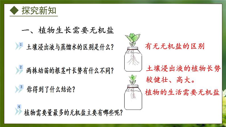 3.2.3  无机盐与植物的生长（课件）-2024-2025学年八年级冀少版生物上册04