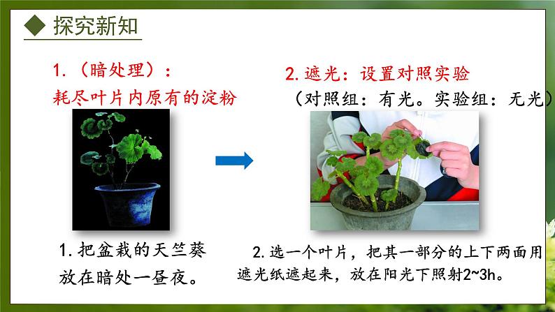 3.3.1  光合作用的产物（课件）-2024-2025学年八年级冀少版生物上册07