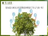 3.3.2  光合作用的原料（课件）-2024-2025学年八年级冀少版生物上册
