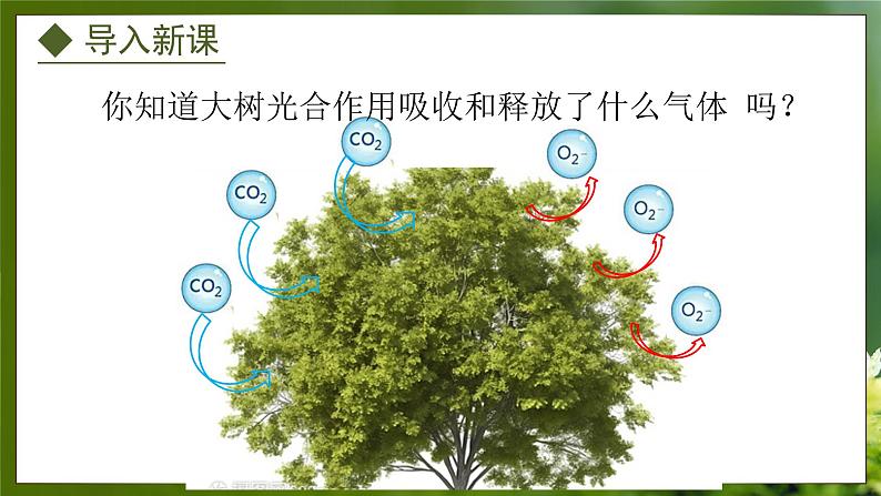 3.3.2  光合作用的原料（课件）-2024-2025学年八年级冀少版生物上册03