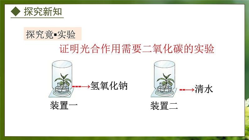 3.3.2  光合作用的原料（课件）-2024-2025学年八年级冀少版生物上册04