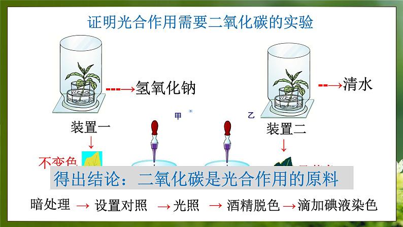 3.3.2  光合作用的原料（课件）-2024-2025学年八年级冀少版生物上册06