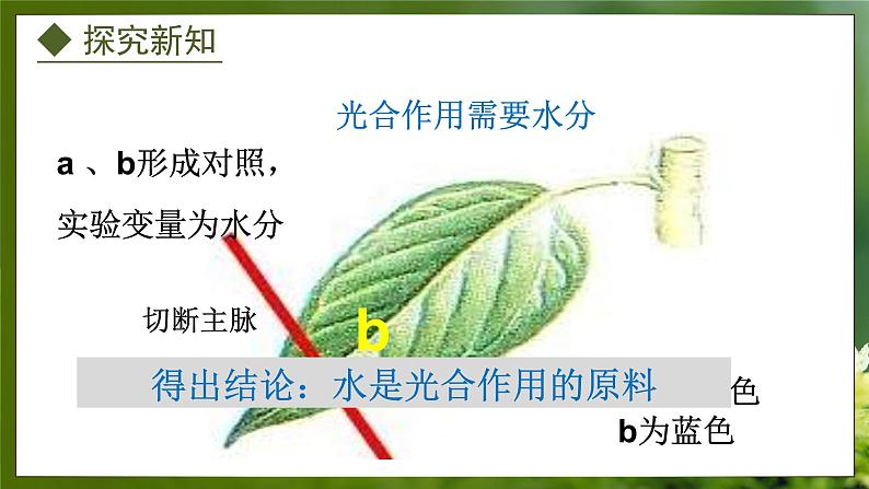 3.3.2  光合作用的原料（课件）-2024-2025学年八年级冀少版生物上册08