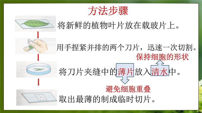 3.3.3  光合作用的场所（课件）-2024-2025学年八年级冀少版生物上册第8页