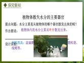 3.4.2  蒸腾作用（课件）-2024-2025学年八年级冀少版生物上册