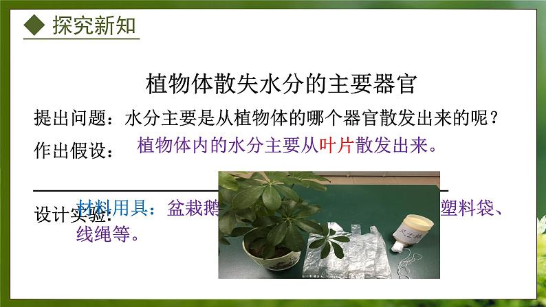 3.4.2  蒸腾作用（课件）-2024-2025学年八年级冀少版生物上册05