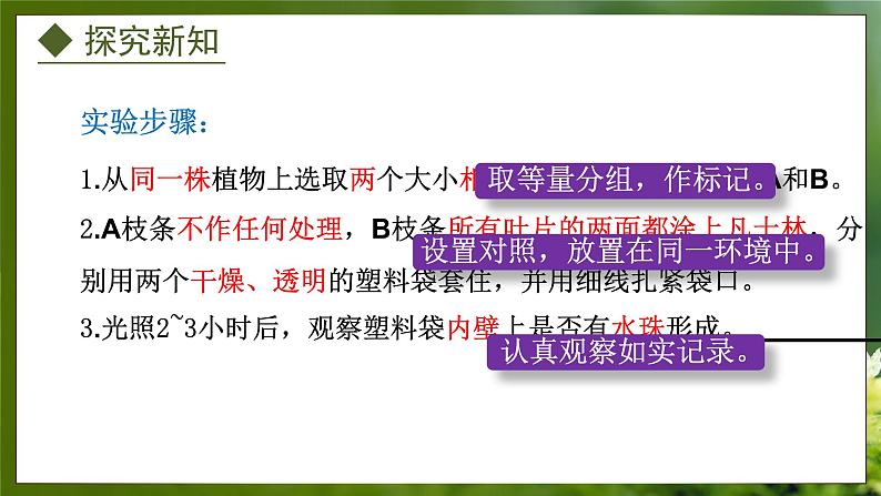 3.4.2  蒸腾作用（课件）-2024-2025学年八年级冀少版生物上册06