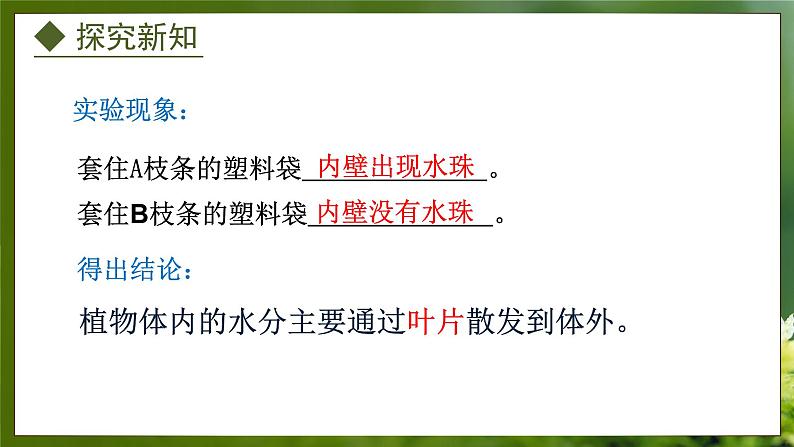 3.4.2  蒸腾作用（课件）-2024-2025学年八年级冀少版生物上册07