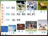 4.1.1  运动的基础（课件）-2024-2025学年八年级冀少版生物上册