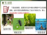 4.2.1  动物行为的特点（课件）-2024-2025学年八年级冀少版生物上册
