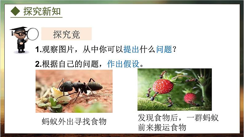 4.2.2  动物行为的类型（课件）-2024-2025学年八年级冀少版生物上册04