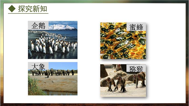 4.2.2  动物行为的类型（课件）-2024-2025学年八年级冀少版生物上册08