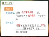 4.2.3  先天性行为和学习行为（课件）-2024-2025学年八年级冀少版生物上册
