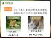 4.2.3  先天性行为和学习行为（课件）-2024-2025学年八年级冀少版生物上册