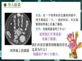 5.1.1  细菌（课件）-2024-2025学年八年级冀少版生物上册