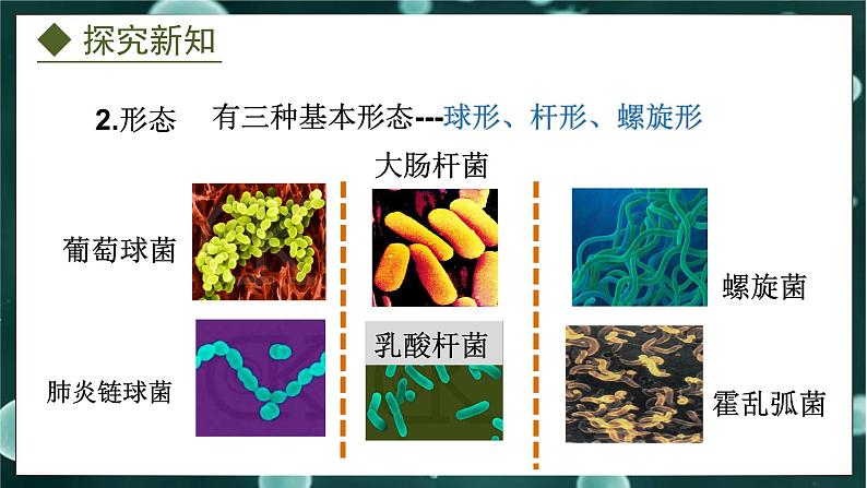 5.1.1  细菌（课件）-2024-2025学年八年级冀少版生物上册06