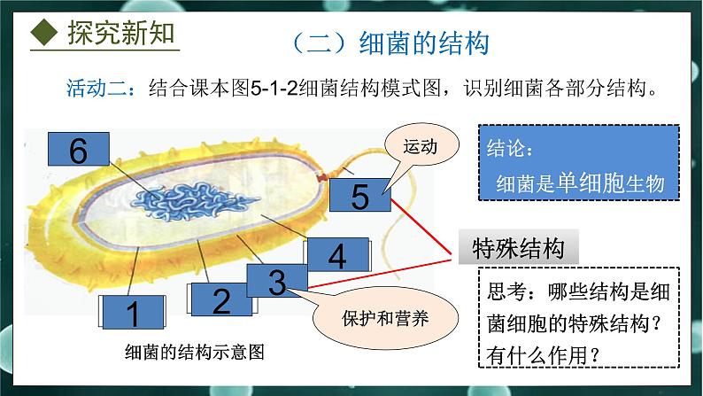 5.1.1  细菌（课件）-2024-2025学年八年级冀少版生物上册07