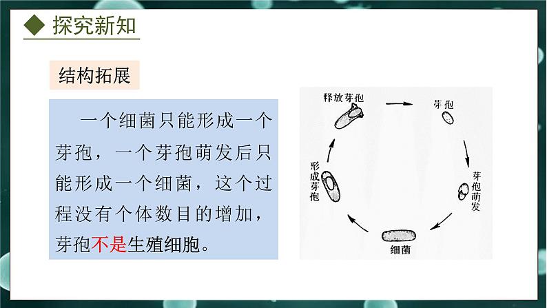 5.1.1  细菌（课件）-2024-2025学年八年级冀少版生物上册08