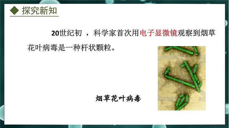 5.1.2  病毒（课件）-2024-2025学年八年级冀少版生物上册06