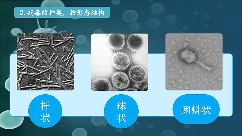 5.1.2  病毒（课件）-2024-2025学年八年级冀少版生物上册08