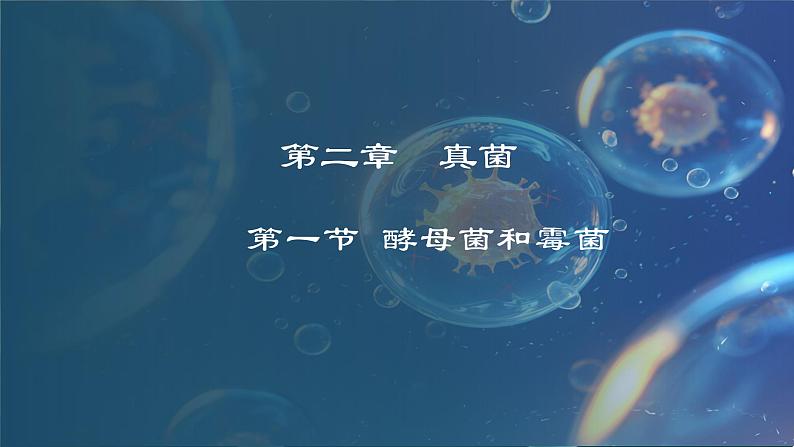 5.2.1  酵母菌和霉菌（课件）-2024-2025学年八年级冀少版生物上册01