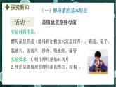 5.2.1  酵母菌和霉菌（课件）-2024-2025学年八年级冀少版生物上册