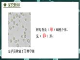 5.2.1  酵母菌和霉菌（课件）-2024-2025学年八年级冀少版生物上册