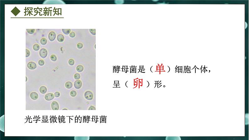 5.2.1  酵母菌和霉菌（课件）-2024-2025学年八年级冀少版生物上册05