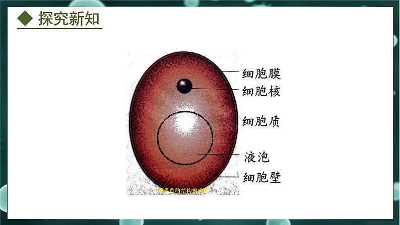 5.2.1  酵母菌和霉菌（课件）-2024-2025学年八年级冀少版生物上册07